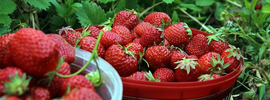 fresas